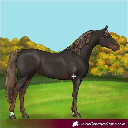 Horse Color:Liver Chestnut 