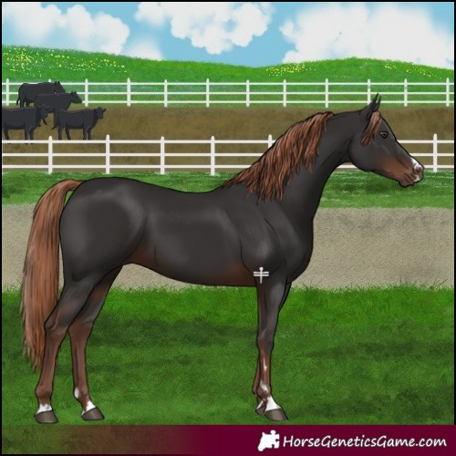 Horse Color:Liver Chestnut