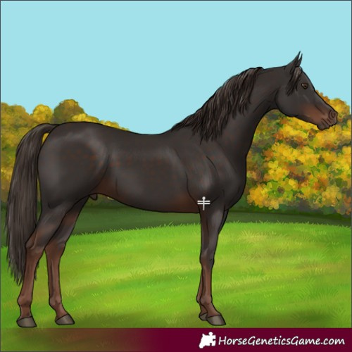 Horse Color:Liver Chestnut 