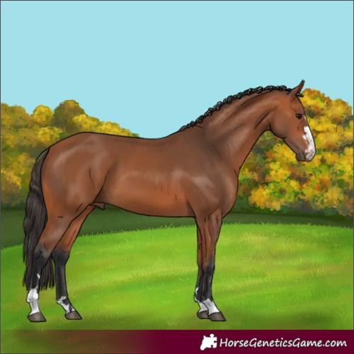 Horse Color:Bay 
