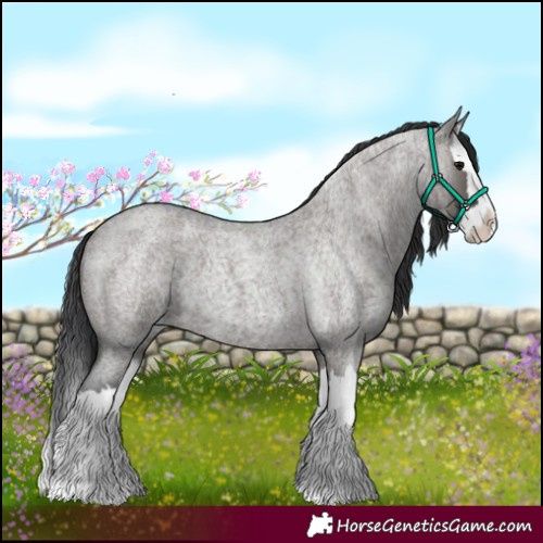 Horse Color:Grullo Roan Splash