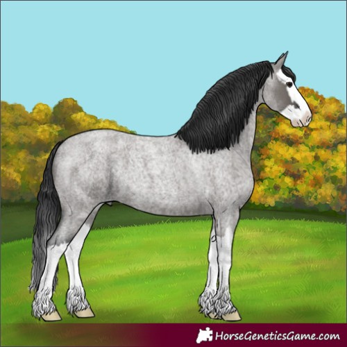 Horse Color:Grullo Roan Splash 