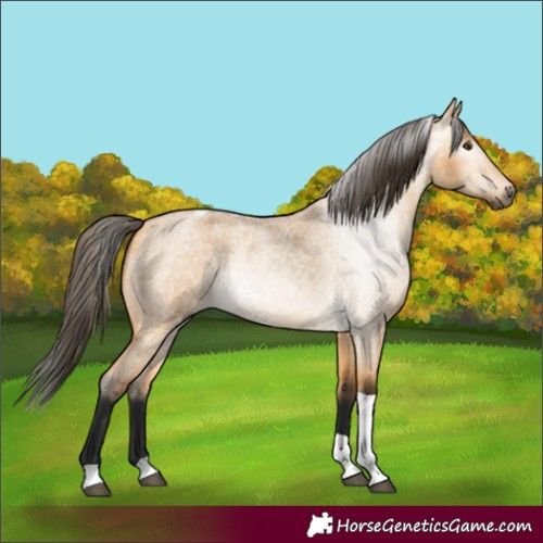 Horse Color:Gray Buckskin Roan Dun Tobiano 