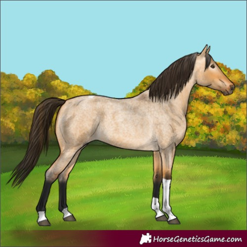 Horse Color:Gray Buckskin Roan Dun Tobiano 