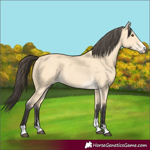 Horse Color:Buckskin Dun