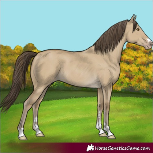 Horse Color:Classic Cream Champagne Dun 