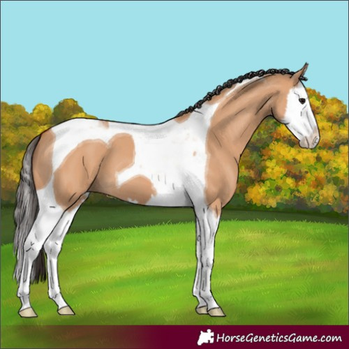 Horse Color:Bay Dun Splash Tobiano 