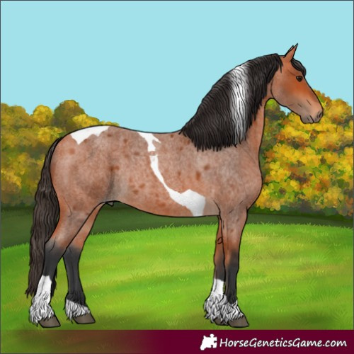 Horse Color:Bay Roan Tobiano Rabicano