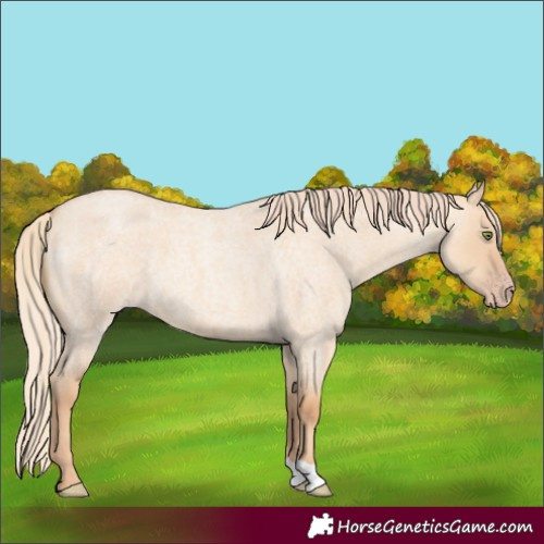 Horse Color:Gold Champagne Roan Dun