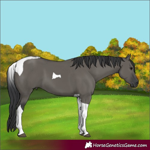 Horse Color:Grullo Tobiano 