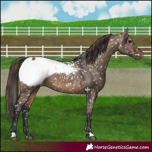Horse Color:Bay Dun Appaloosa