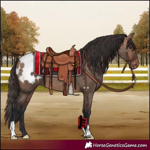 Horse Color:Bay Dun Appaloosa 