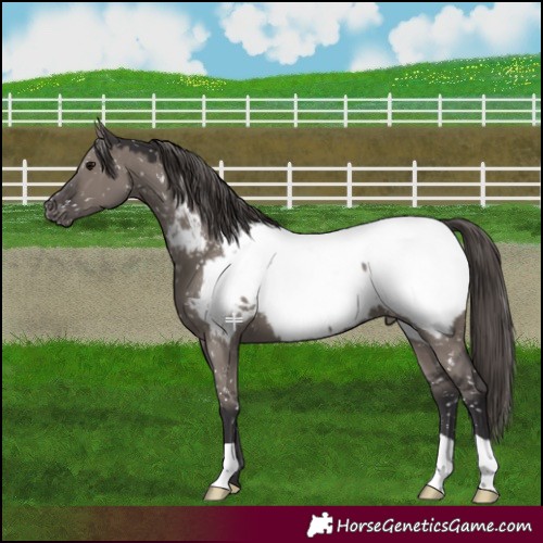 Horse Color:Smoky Grullo Appaloosa 