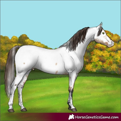 Horse Color:Brown Dun Fewspot 
