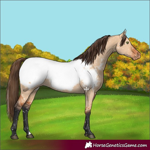 Horse Color:Bay Dun Appaloosa 