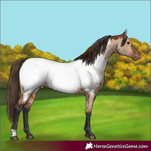 Horse Color:Bay Dun Near Fewspot Brindle 