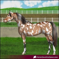 Horse Color:Bay Dun Appaloosa Brindle 