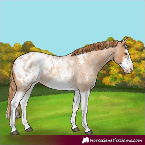 Horse Color:White Spotted Red Roan Splash Frame Appaloosa 