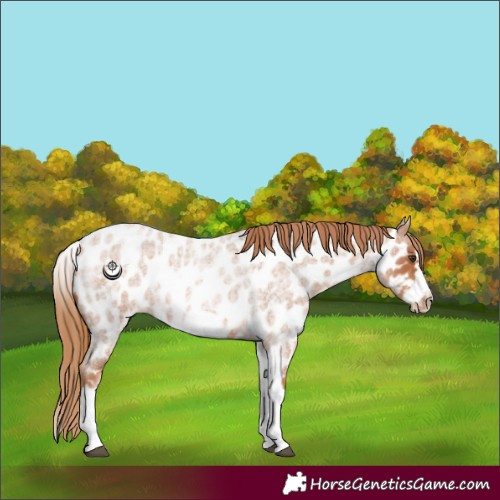 Horse Color:White Spotted Red Roan Splash Frame Appaloosa