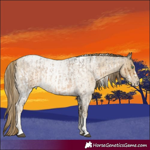 Horse Color:Powder White Chocolate Palomino Roan Mushroom  and White Spotted Buckskin Roan Pearl Rabicano 