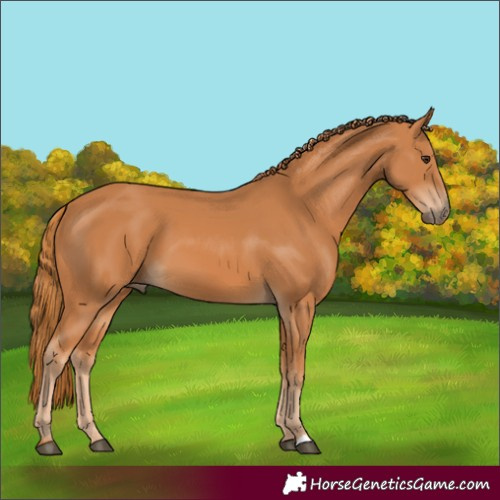 Horse Color:Chestnut 