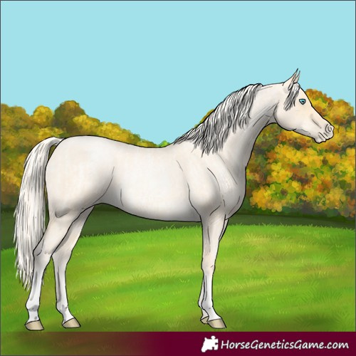Horse Color:Palomino Roan Pearl and Palomino Roan Pearl