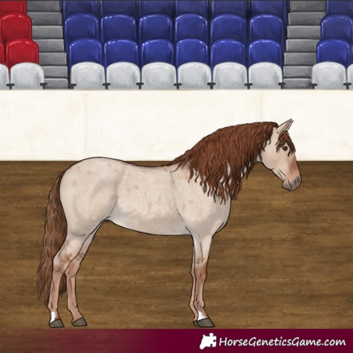 Horse Color:Red Dun Roan