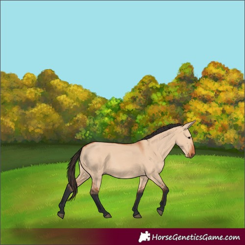 Horse Color:Bay Dun