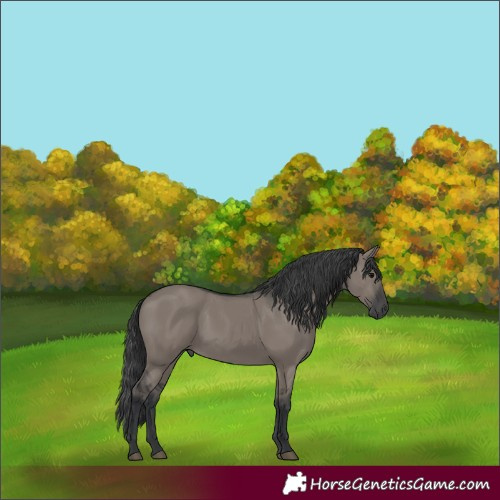 Horse Color:Grullo