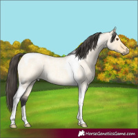 Horse Color:Buckskin Roan Dun Tobiano
