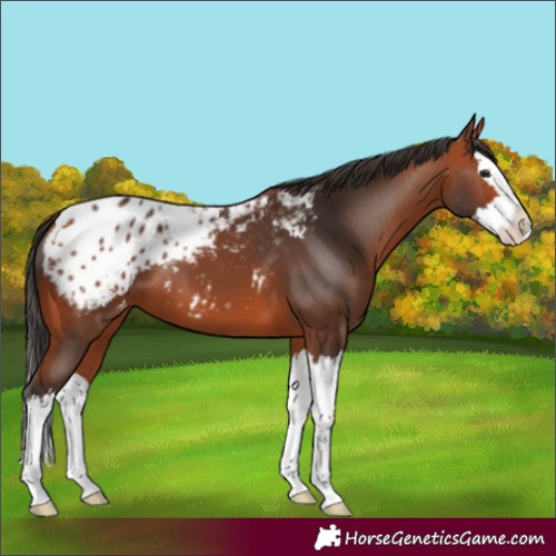 Horse Color:Bay Splash Blanket