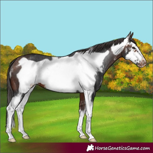 Horse Color:Bay Sabino Frame Varnish