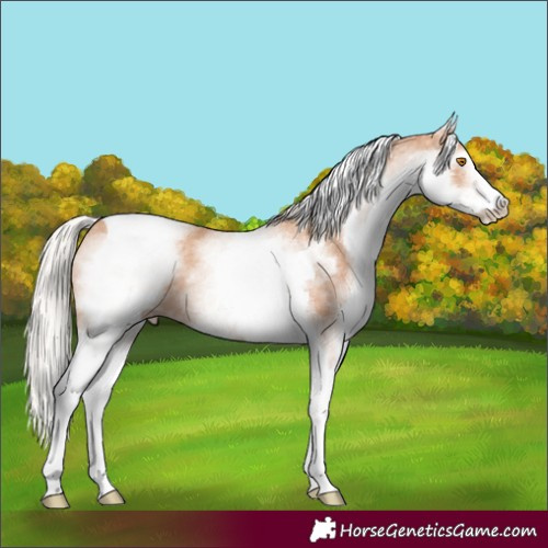 Horse Color:White Spotted Silver Classic Champagne Tobiano 