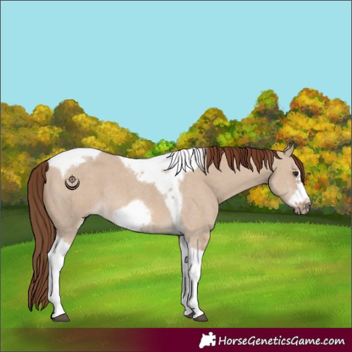 Horse Color:Red Dun Sabino Tobiano Frame Rabicano