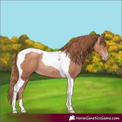 Horse Color:Gold Champagne Tobiano Rabicano