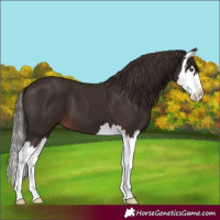 Horse Color:Liver Chestnut Splash