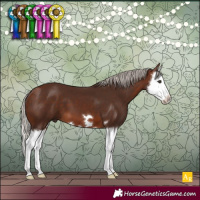 Horse Color:Silver Brown Splash