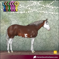 Horse Color:Silver Brown Splash