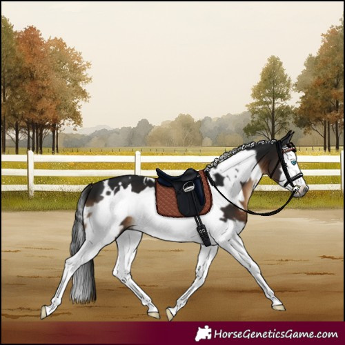 Horse Color:Gray White Spotted Brown Splash Frame 