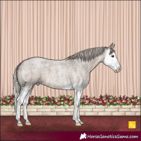 Horse Color:Silver Grullo Roan Splash
