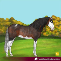 Horse Color:Bay Splash Appaloosa Rabicano