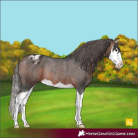 Horse Color:Bay Splash Appaloosa Rabicano 