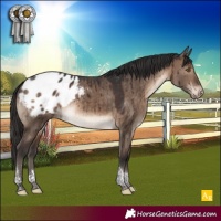 Horse Color:Brown Dun Tobiano Appaloosa Rabicano Brindle