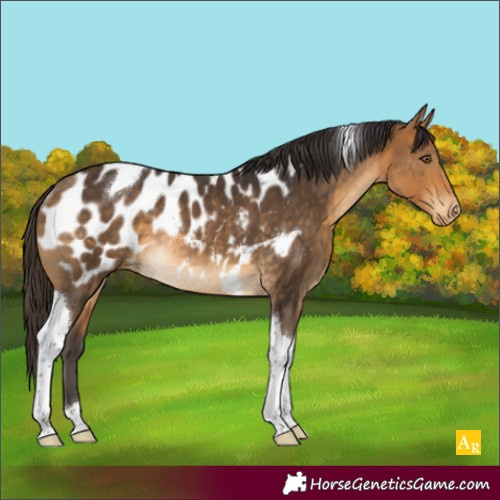 Horse Color:Buckskin Tobiano Appaloosa Rabicano