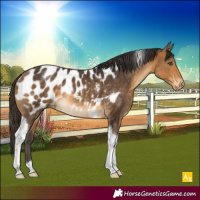 Horse Color:Buckskin Tobiano Appaloosa Rabicano 
