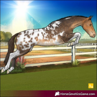 Horse Color:Buckskin Tobiano Blanket Rabicano 