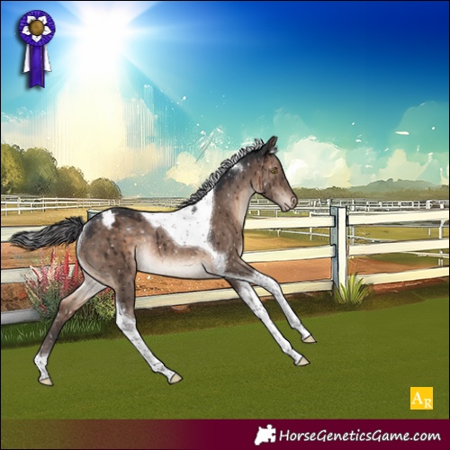 Horse Color:Brown Dun Tobiano Appaloosa Rabicano Brindle 