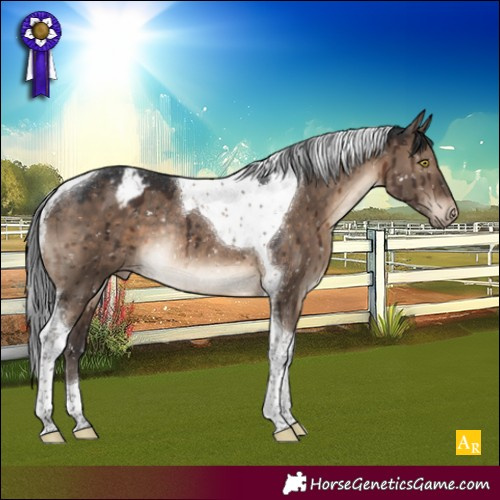 Horse Color:Brown Dun Tobiano Appaloosa Rabicano Brindle 