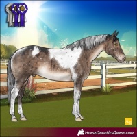 Horse Color:Brown Dun Tobiano Appaloosa Rabicano Brindle 