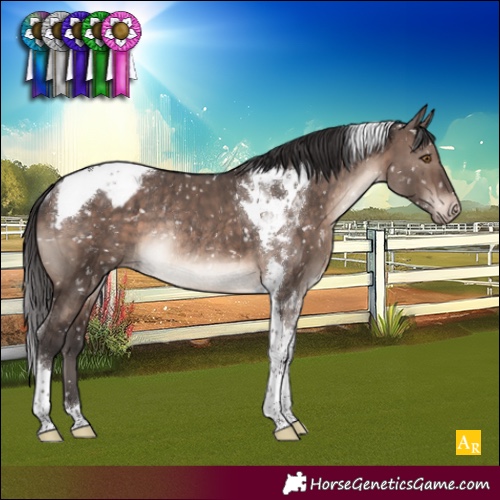 Horse Color:Brown Dun Mushroom Tobiano Appaloosa Rabicano Brindle 